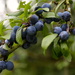 Sloe berries-I think by padlock