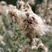 Thistle seed waiting for the breeze. by padlock