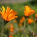 Wild daisies by eleanor