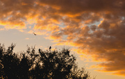 10th Sep 2013 - Birds at Sunset