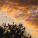 Birds at Sunset by salza