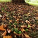 Autumnal - 10-9 by barrowlane