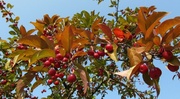 10th Sep 2013 - Autumn leaves and berries