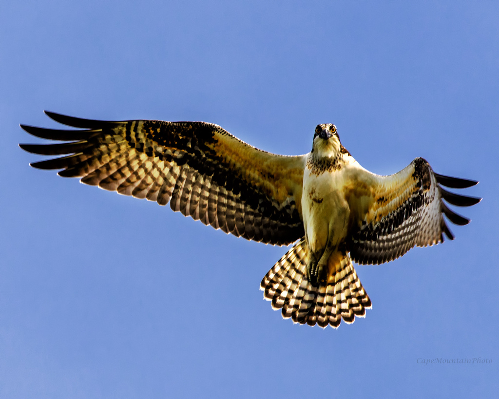 Juvenile Osprey Banking for a Turn by jgpittenger