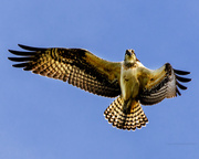 10th Sep 2013 - Juvenile Osprey Banking for a Turn