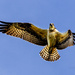 Juvenile Osprey Banking for a Turn by jgpittenger
