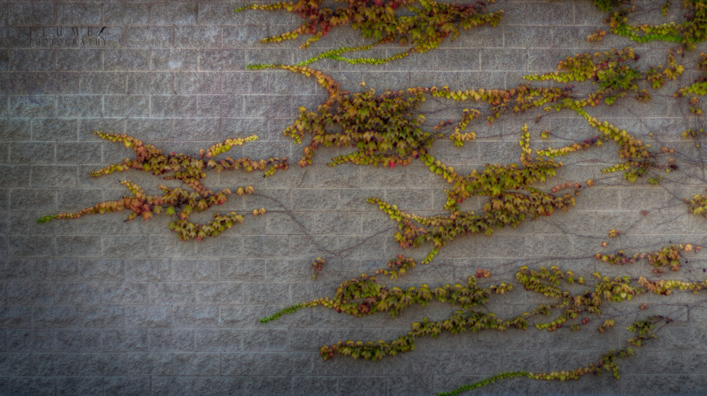 Vines on a wall by orangecrush