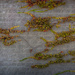 Vines on a wall by orangecrush