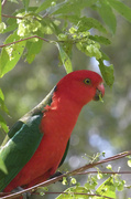 11th Sep 2013 - King parrot