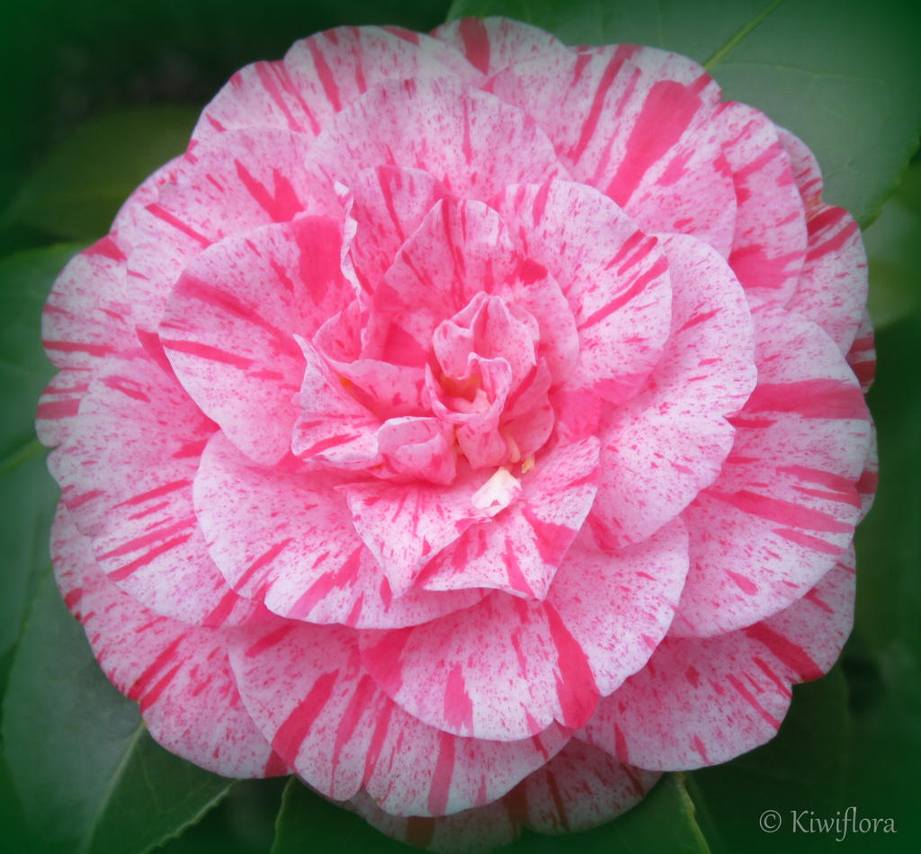 Camellia 'Kickoff' by kiwiflora