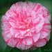 Camellia 'Kickoff' by kiwiflora