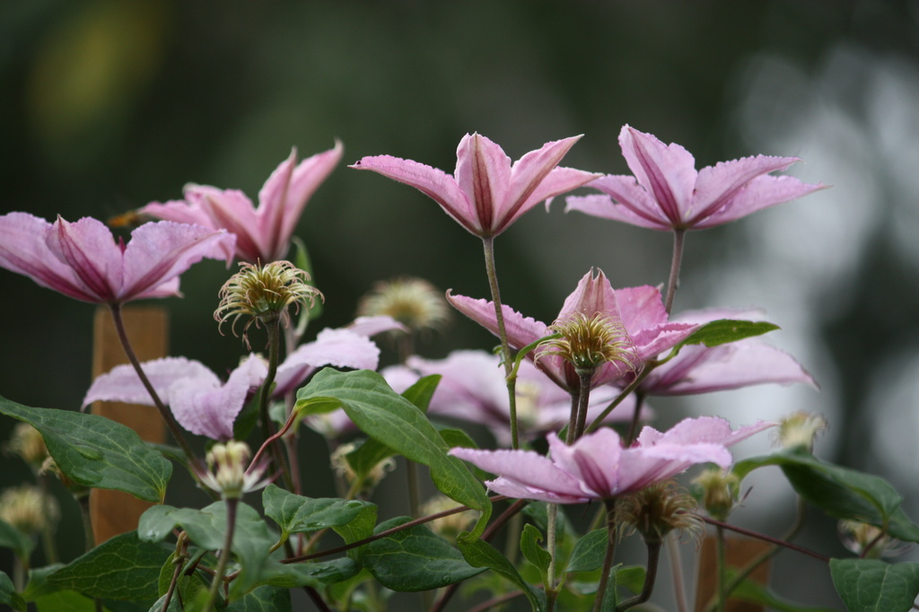 Pink Clematis by annelis