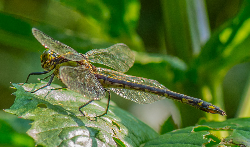 Dragonfly Sunning by kathyladley