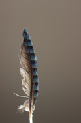 11th Aug 2013 - jay feather
