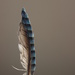 jay feather by mariadarby