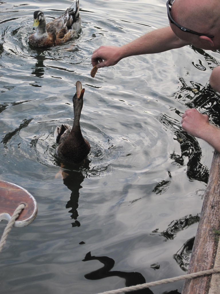 feeding the ducks by mariadarby