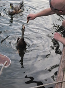 29th Aug 2013 - feeding the ducks