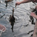 feeding the ducks by mariadarby