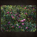 Abandoned Apple Tree by gardencat