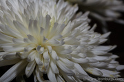 11th Sep 2013 - White Flower