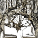 tree arch by sugarmuser
