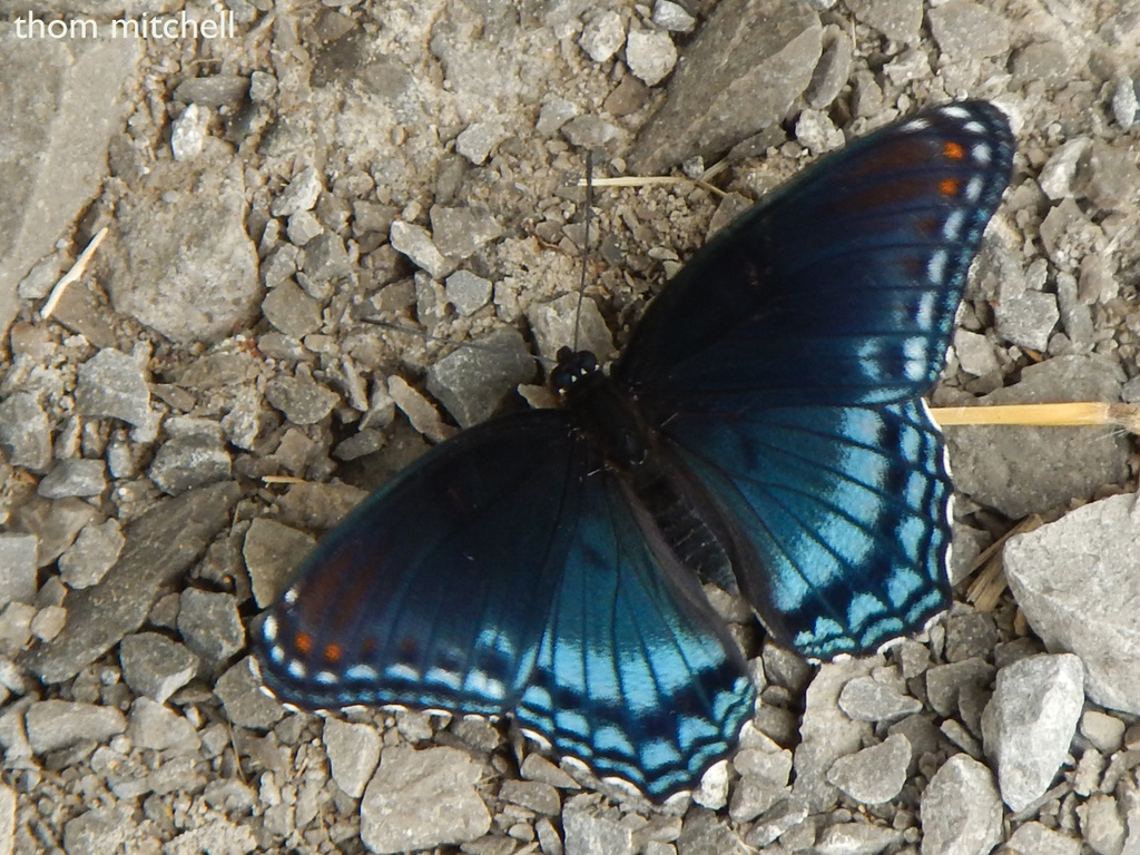 “Red-spotted Purple” by rhoing