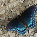 “Red-spotted Purple” by rhoing