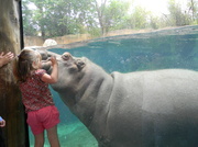 5th Oct 2013 - Hippo Kisses