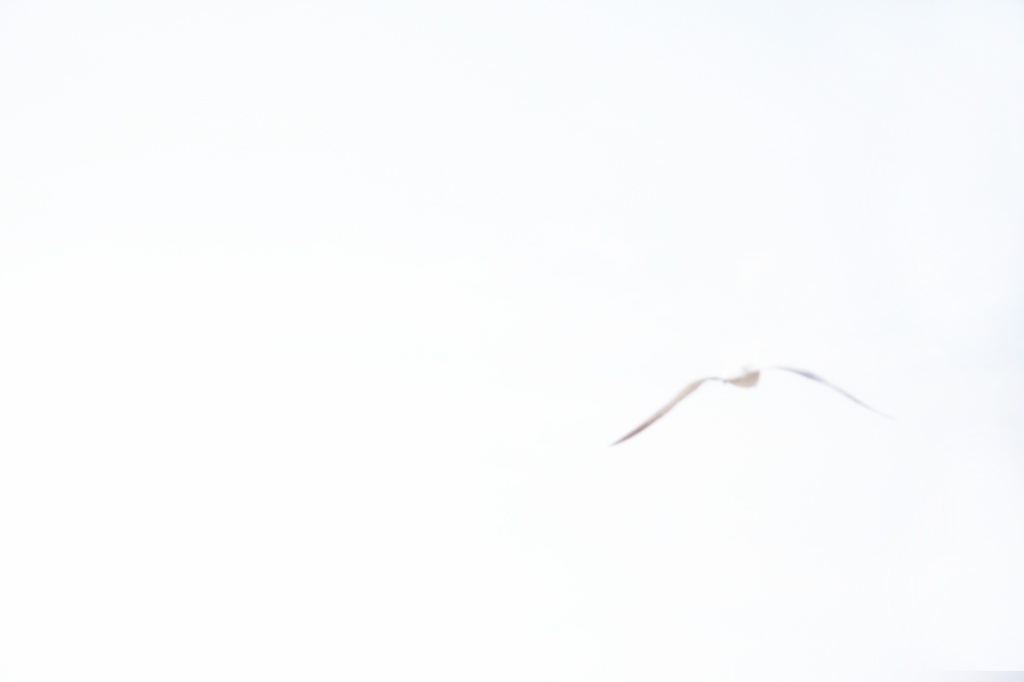 seagull by edie