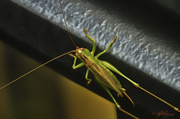 11th Sep 2013 - Red Eyed Grasshopper