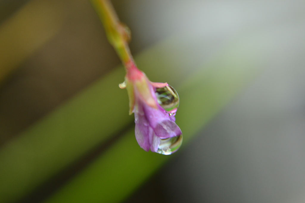 Tiny Lilac Flower by ziggy77