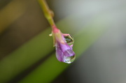 12th Sep 2013 - Tiny Lilac Flower