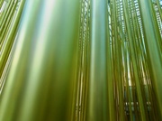 18th Jul 2013 - Bamboo