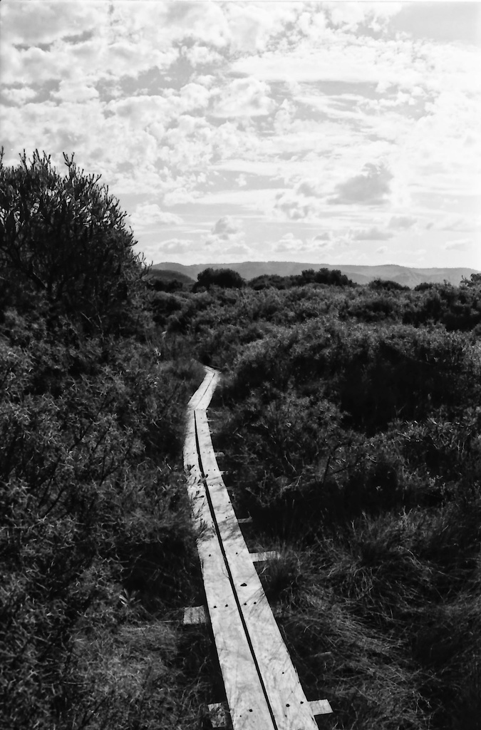 Boardwalk by peterdegraaff