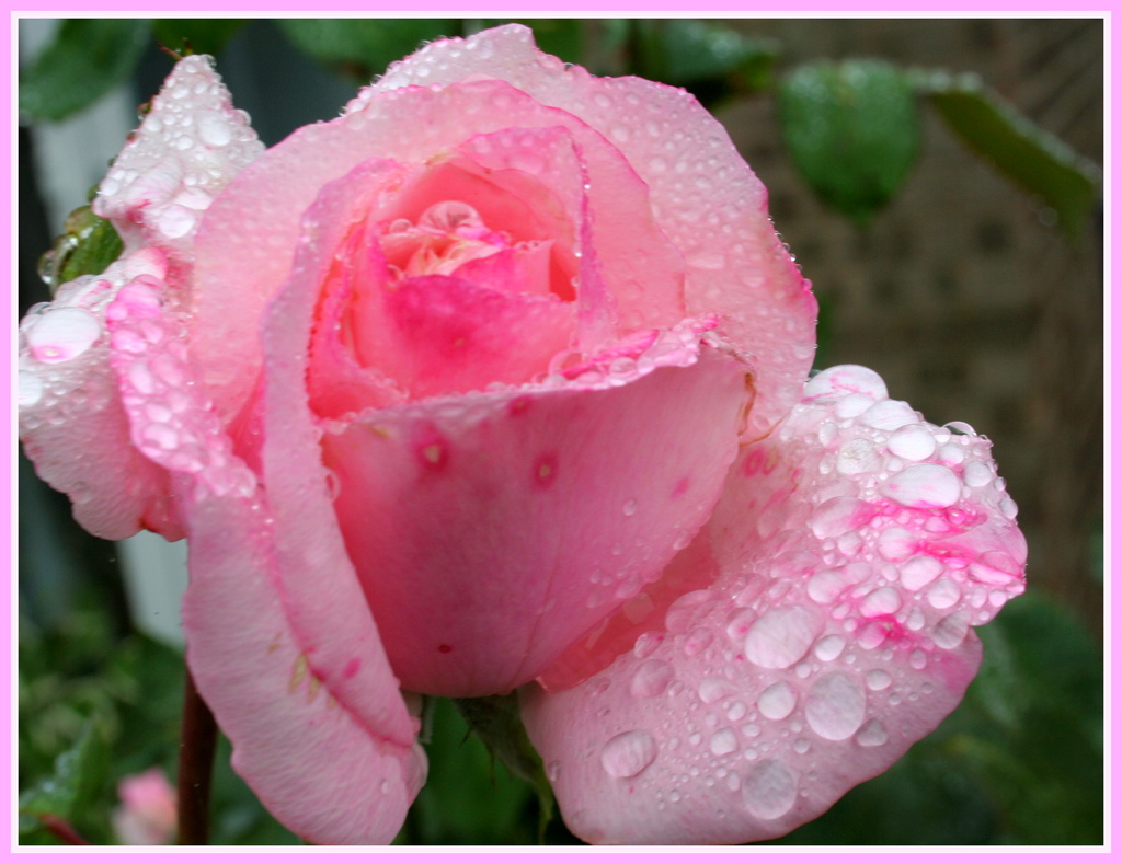 Rose in the rain by busylady