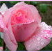 Rose in the rain by busylady