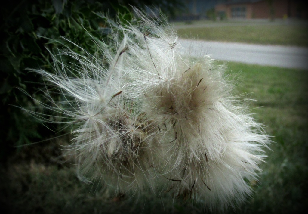 Giant dandelion? by mittens
