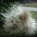 Giant dandelion? by mittens