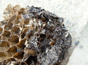 3rd Sep 2013 - An old wasps' nest 