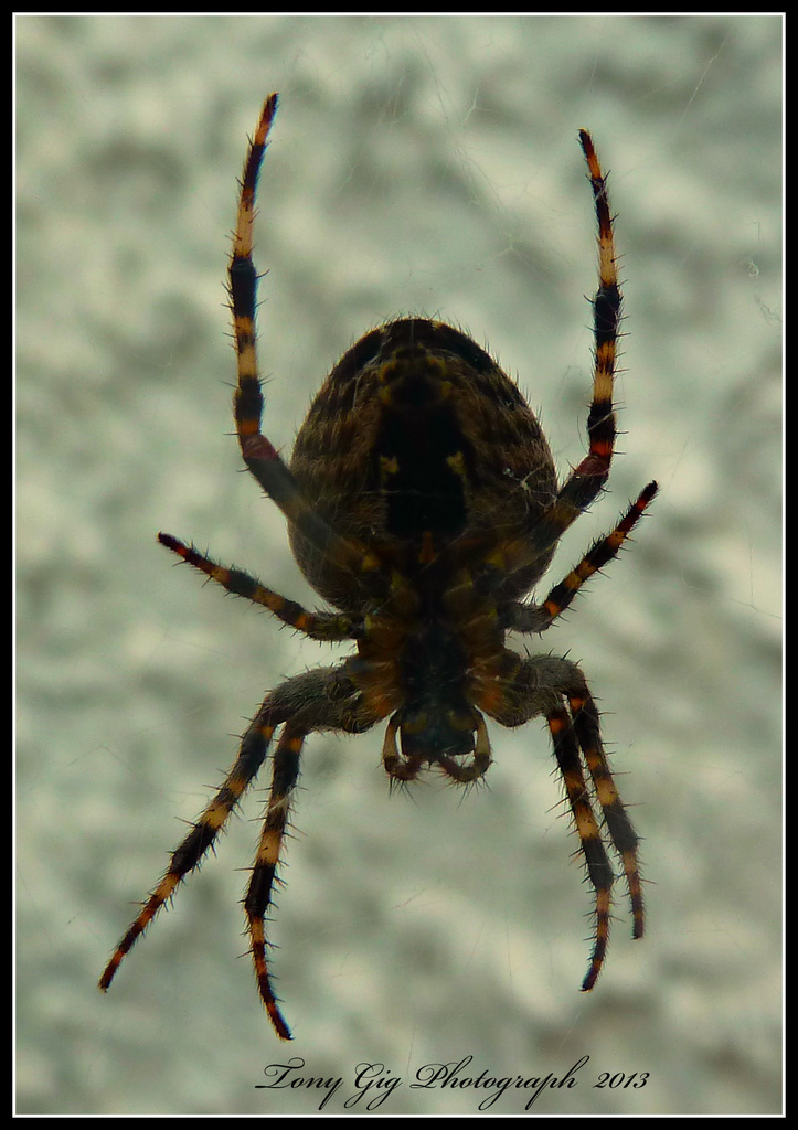 Spider by tonygig