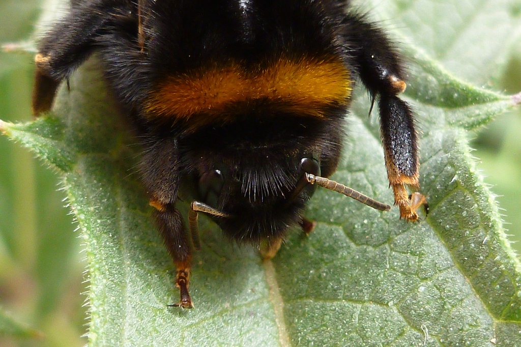 Hairy bumblebee by gabis