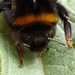 Hairy bumblebee by gabis