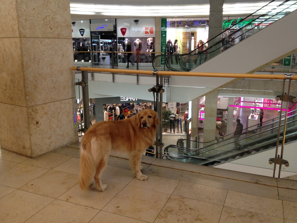 Shopping Center Dog by cityflash