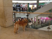 12th Sep 2013 - Shopping Center Dog