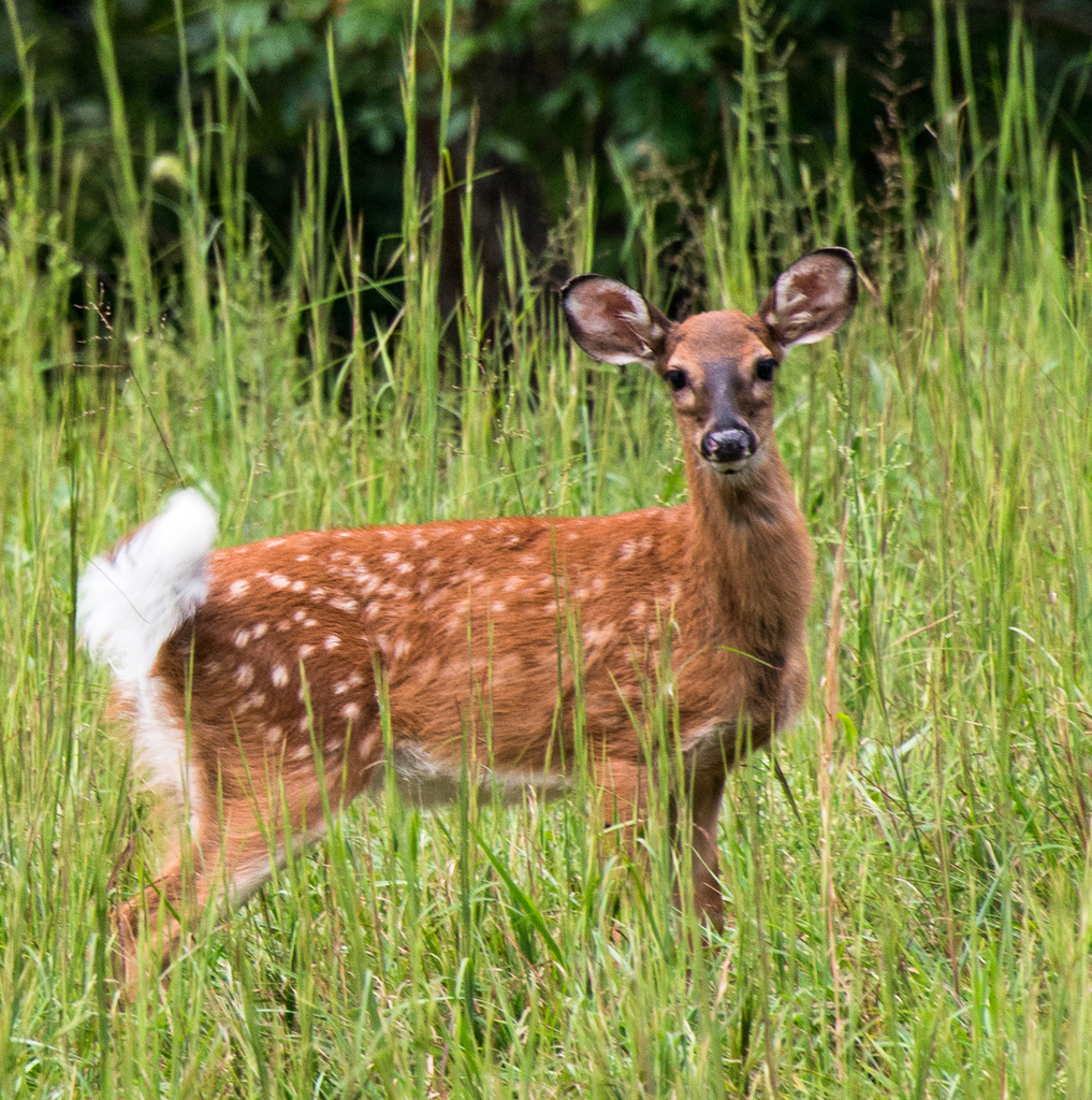 Baby Fawn by kathyladley