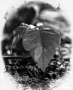 12th Sep 2013 - Leaf On A Rock