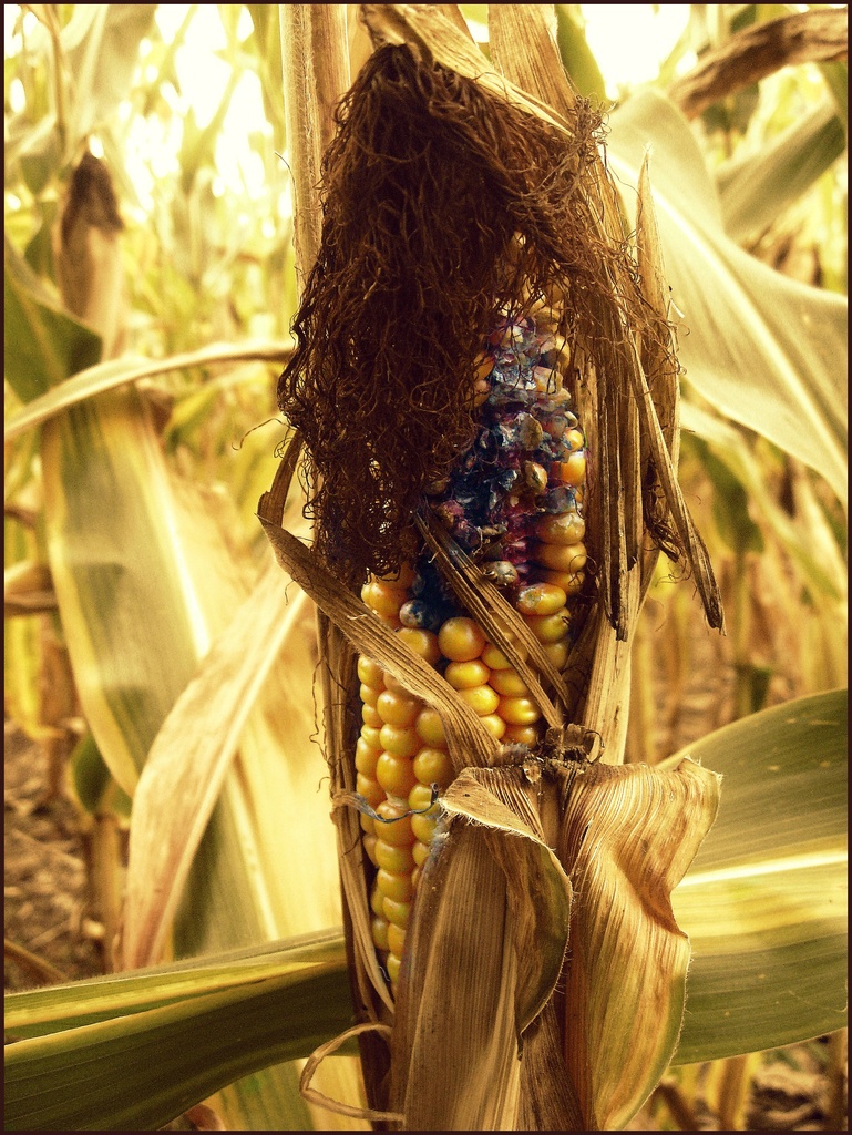 Harvest Corn by olivetreeann