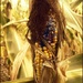 Harvest Corn by olivetreeann