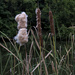 Cattails by lstasel