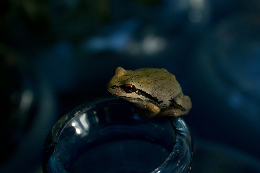 Froggy by nanderson